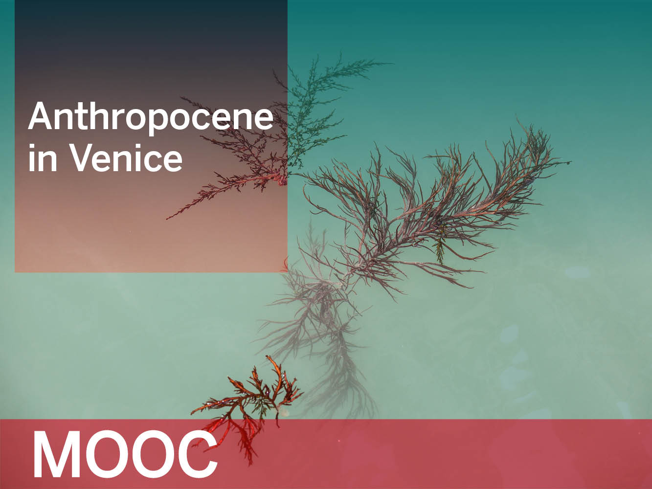 Anthropocene in Venice (2nd)
